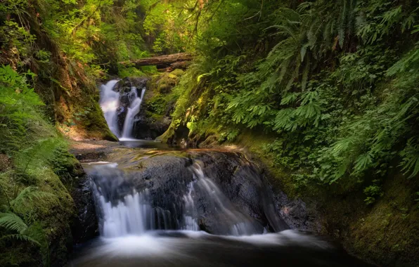 Picture forest, stream, waterfall, cascade, Columbia River Gorge, Washington State, The Columbia river gorge, Washington
