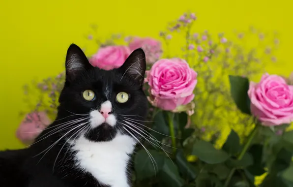 Picture cat, flowers, background, roses, bouquet