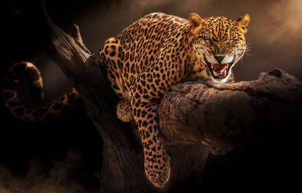 TREE, TRUNK, SPOT, GRIN, FANGS, COLOR, LEOPARD, JAGUAR