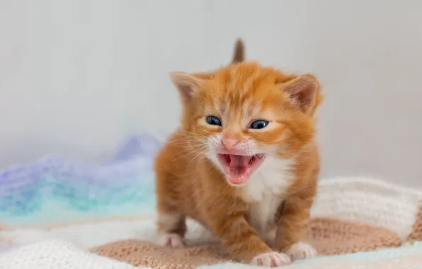 Cat, pose, baby, red, Mat, kitty, light background, blue-eyed