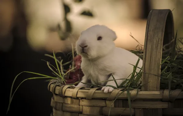 Grass, basket, rabbit