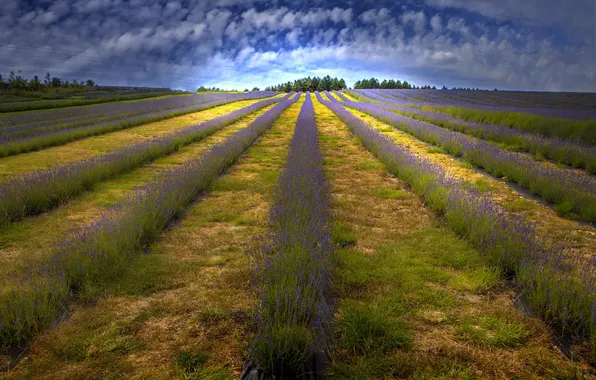 Field, the sky, clouds, flowers, the ranks, lavender, plantation, lavender field