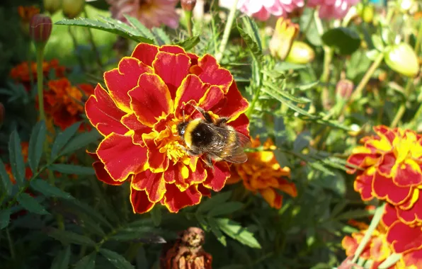 Picture Nature, Flower, Yellow, Bumblebee, Background, Summer, Colourful, Macro