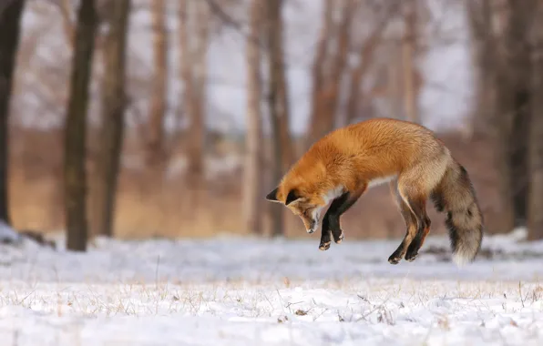 Picture winter, forest, snow, trees, jump, glade, Fox, hunting