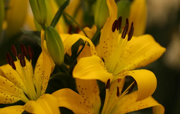 Macro, Lily, bouquet, yellow, blurred background