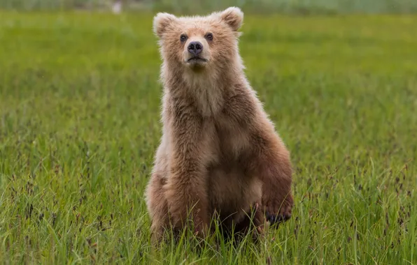 Picture grass, look, face, nature, pose, glade, paws, bear
