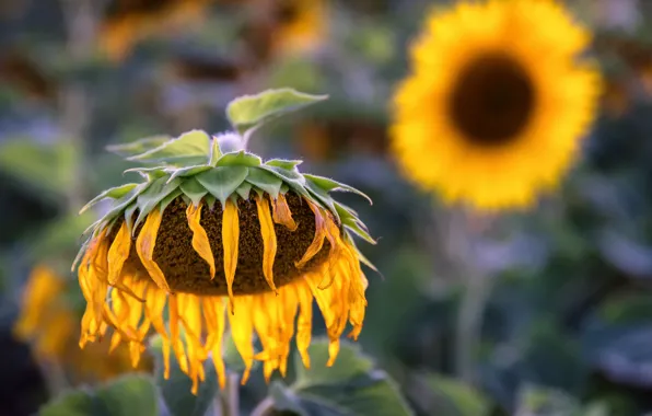 Picture summer, sunflowers, nature