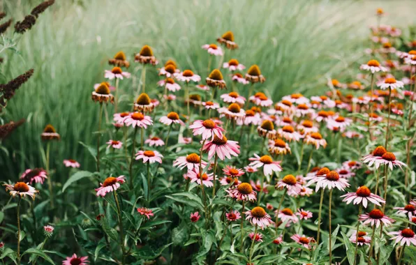 Summer, grass, flowers, garden, pink, flowerbed, a lot, bokeh