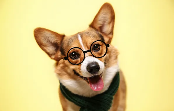Language, look, pose, portrait, dog, glasses, face, scarf