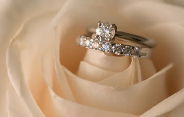 Flower, rose, ring, wedding