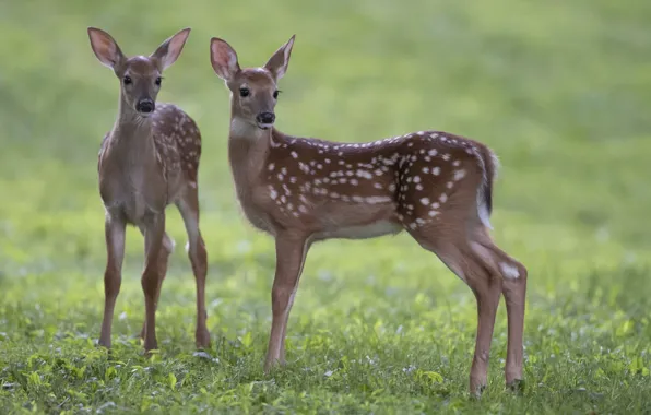 Picture grass, deer, fawn