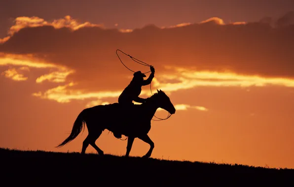 Horse, the evening, silhouette, cowboy, lasso