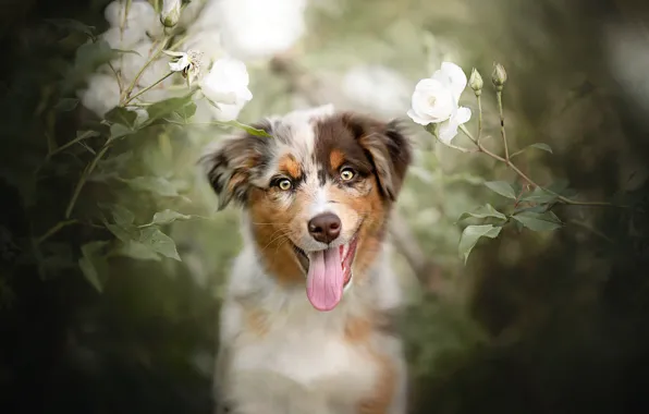 Language, look, flowers, mood, roses, dog, puppy, face