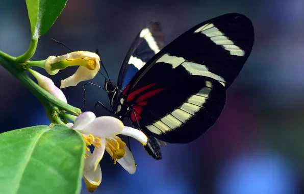Flower, macro, butterfly, wings, beautiful, closeup
