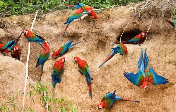 Picture parrots, Ara, clay