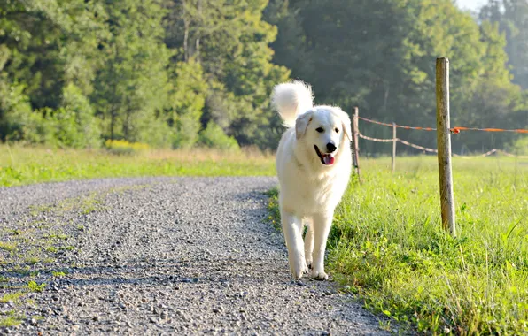 Picture road, each, dog