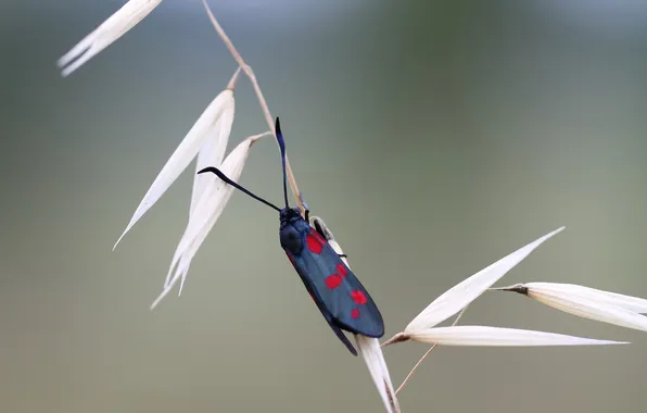 Spikelets, insect, a blade of grass, Cicadas