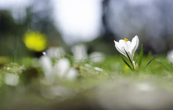 White, flower, spring, weed, flowering, Krokus