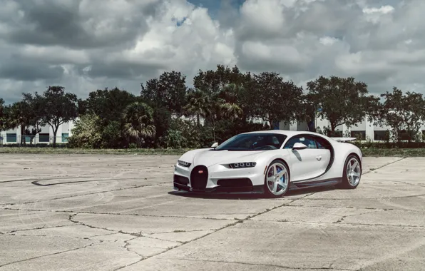 Picture White, Palm trees, Chiron
