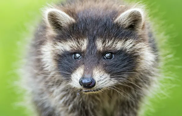 Look, face, raccoon, cub, ©Tambako The Jaguar