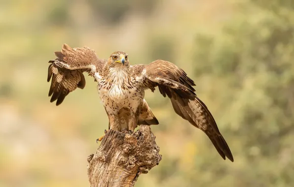 Picture nature, bird, Hawk eagle