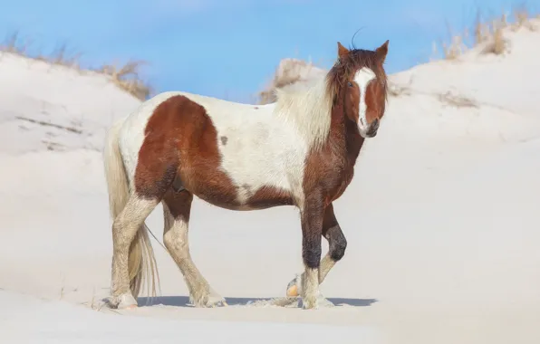 Sand, sea, look, horse, shore, horse, blue eyes, spotted