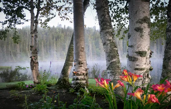 Forest, summer, trees, flowers, branches, fog, lake, pond