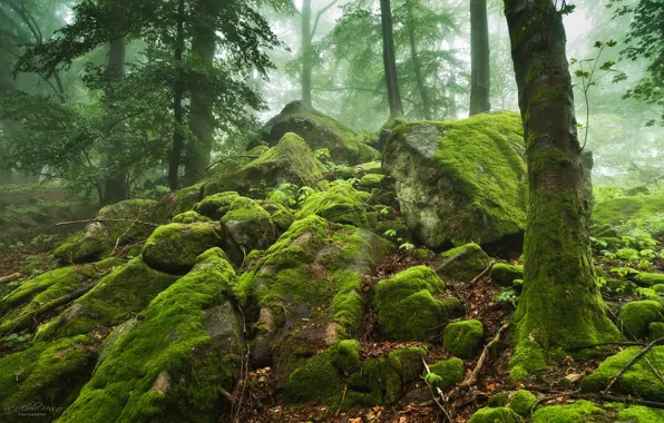 Picture greens, forest, trees, fog, stones, moss