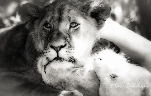 Photoshop, Leo, b/W, lions, black and white picture