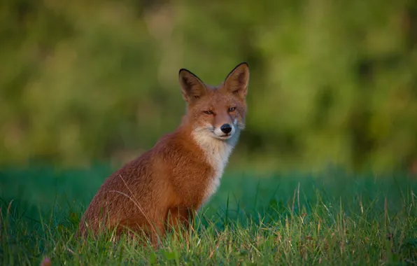 Grass, look, Fox, red, bokeh
