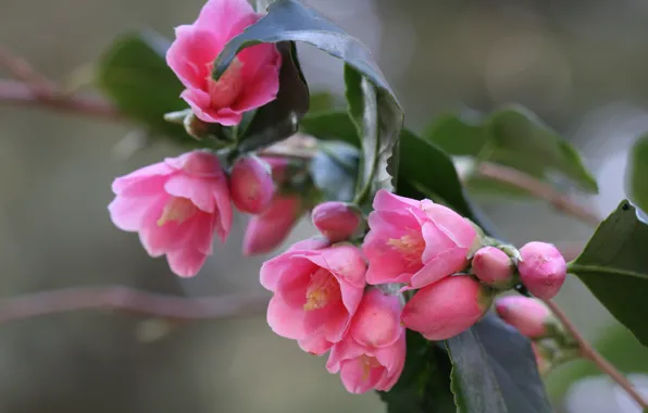 Leaves, pink, tenderness, petals, Bud, flowering, Camellia