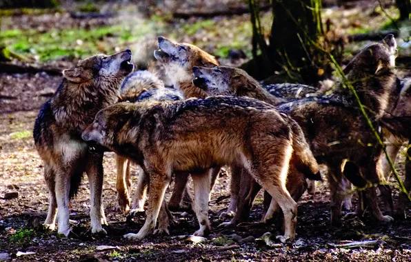 Picture nature, snow, predator, face, animal, wolf, wolves, wildlife