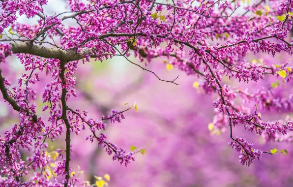 Branches, nature, tree, spring, nature, tree, spring, branches