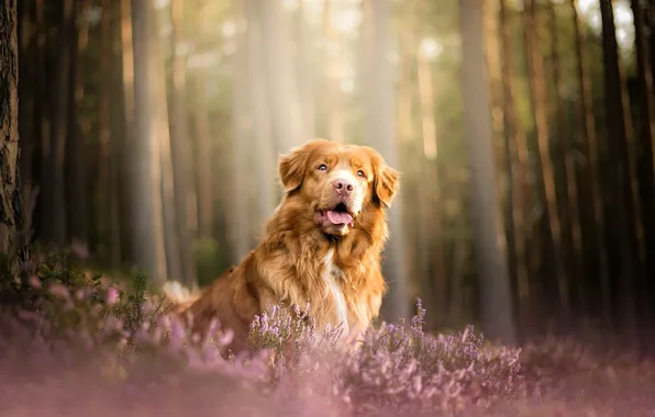 Forest, dog, Heather, Nova Scotia duck tolling Retriever