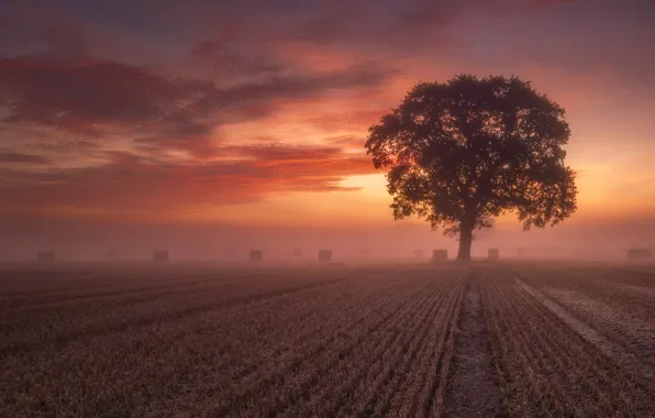Field, fog, tree, hay, bales, straw, stubble, bales