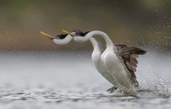 Picture water, nature, bird