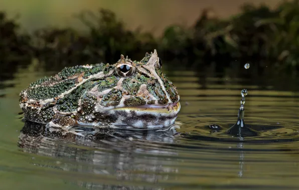 Picture nature, frog, water, pukka
