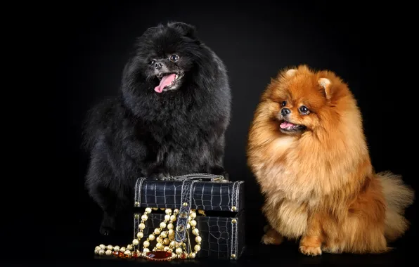 Picture dogs, pair, box, beads, fluffy, cute, Spitz