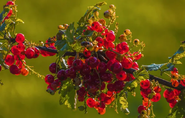Leaves, light, berries, branch, harvest, fruit, red, red