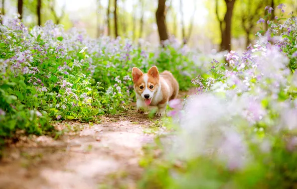 Look, nature, pose, dog, face