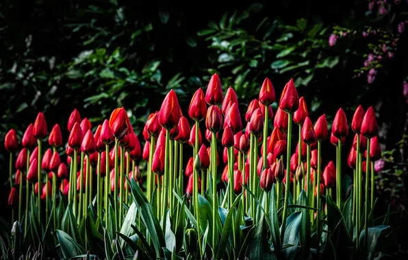 Flowers, the dark background, stems, spring, garden, tulips, red, buds