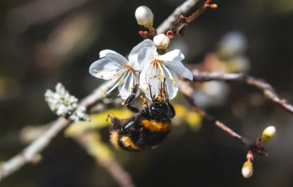 Macro, light, flowers, cherry, bee, branch, spring, white