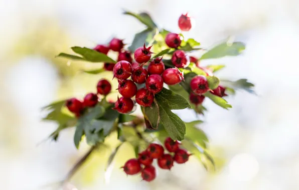 Picture leaves, berries, branch, red, bokeh