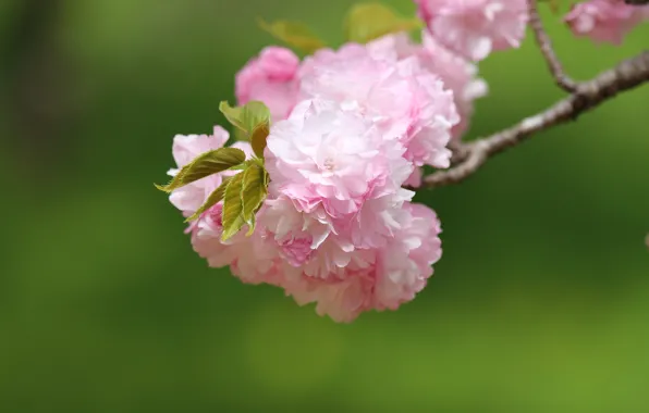 Leaves, light, flowers, branch, spring, Sakura, flowering, green background