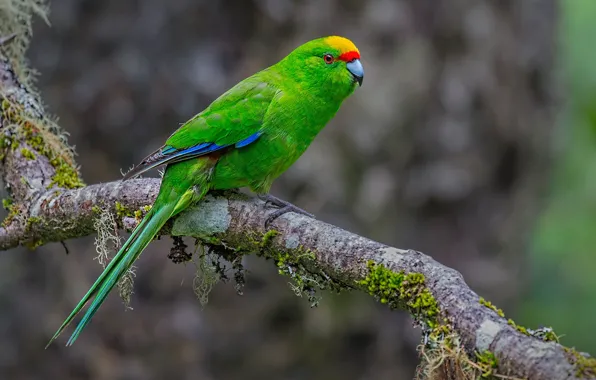 Picture bird, branch, beak, tail, Ultrabay Bouncing parrot