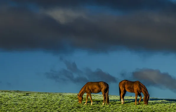Picture field, the sky, nature, horses