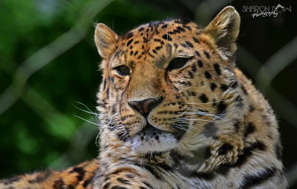 Picture look, face, predator, leopard