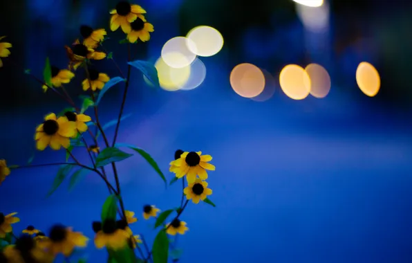 Picture light, petals, stem, Blik