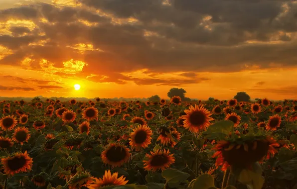 Sunflowers, landscape, sunset