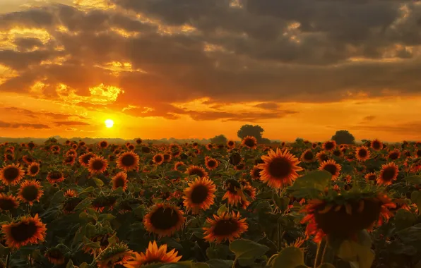 Picture sunflowers, landscape, sunset